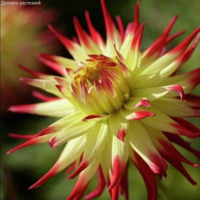 Георгина Джессика - Dolinasad.by