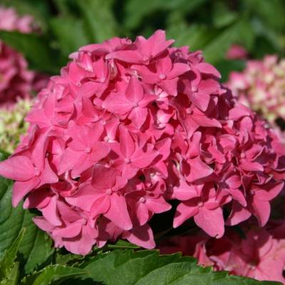Гортензия крупнолистная Товелит - Dolinasad.by