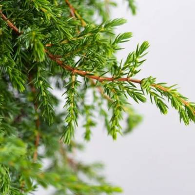 Можжевельник Гринмантл, С3 - Dolinasad.by