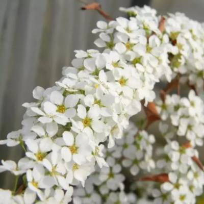 Спирея сливолистная Голдфайер, С3 - Dolinasad.by