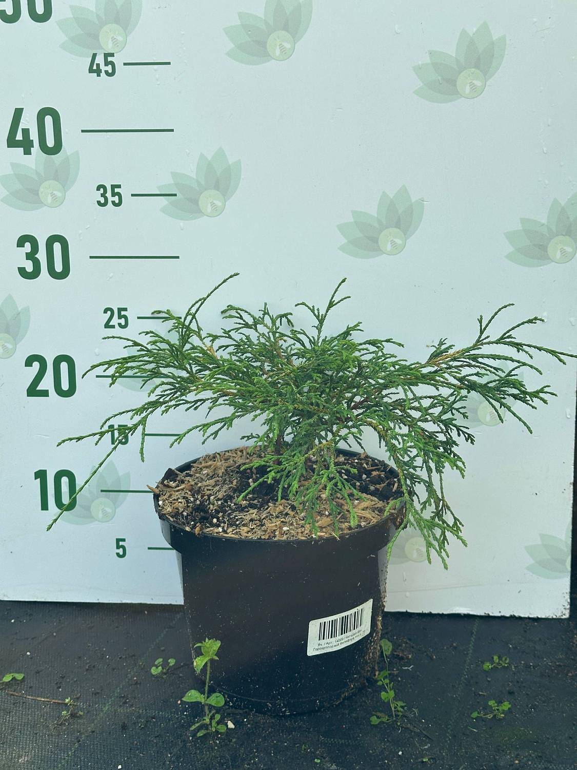 Кипарисовик Горохоплодный Филифера Нана, С3 - Dolinasad.by