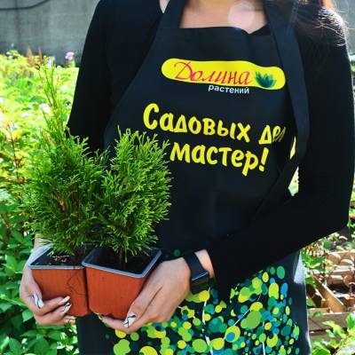 Туя Западная Голден Смарагд, С2 - Dolinasad.by