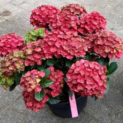 Гортензия крупнолистная Ребелион Чоко Лав - Dolinasad.by