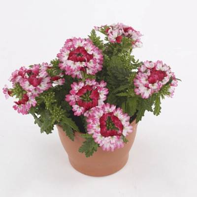 Вербена Дримс Ред Шадес - Dolinasad.by