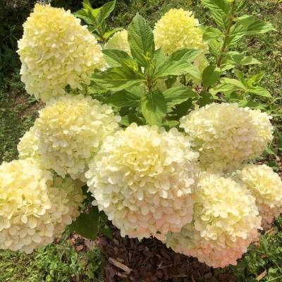 Гортензия метельчатая Селекшн, С3 - Dolinasad.by