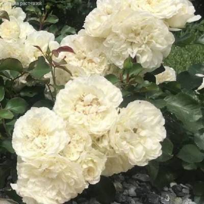 Роза Космос в горшке - Dolinasad.by