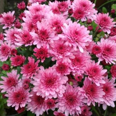 Хризантема мультифлора Бронсоуд Пинк - Dolinasad.by