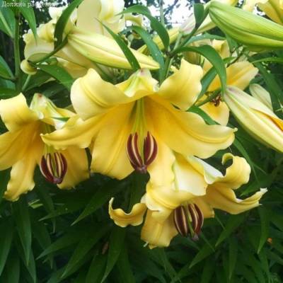 Лилия Элдорет Лилия Элдорет - Dolinasad.by