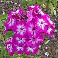 Флокс метельчатый Модерн Арт - Dolinasad.by