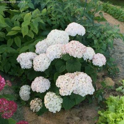 Гортензия древовидная Кендибель МиниБель, С2 - Dolinasad.by