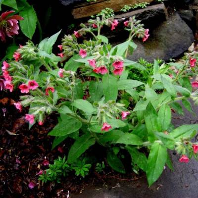 Медуница красная Бовлес Ред - Dolinasad.by