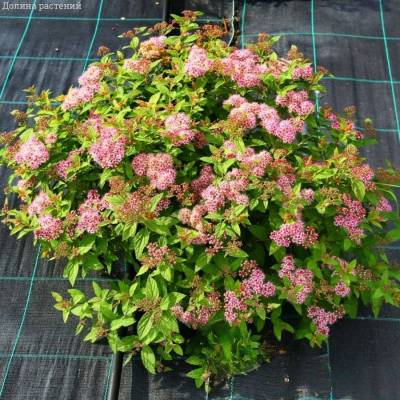 Спирея японская Манон, С5 - Dolinasad.by