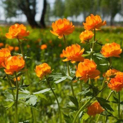 Купальница Оранж Крест - Dolinasad.by