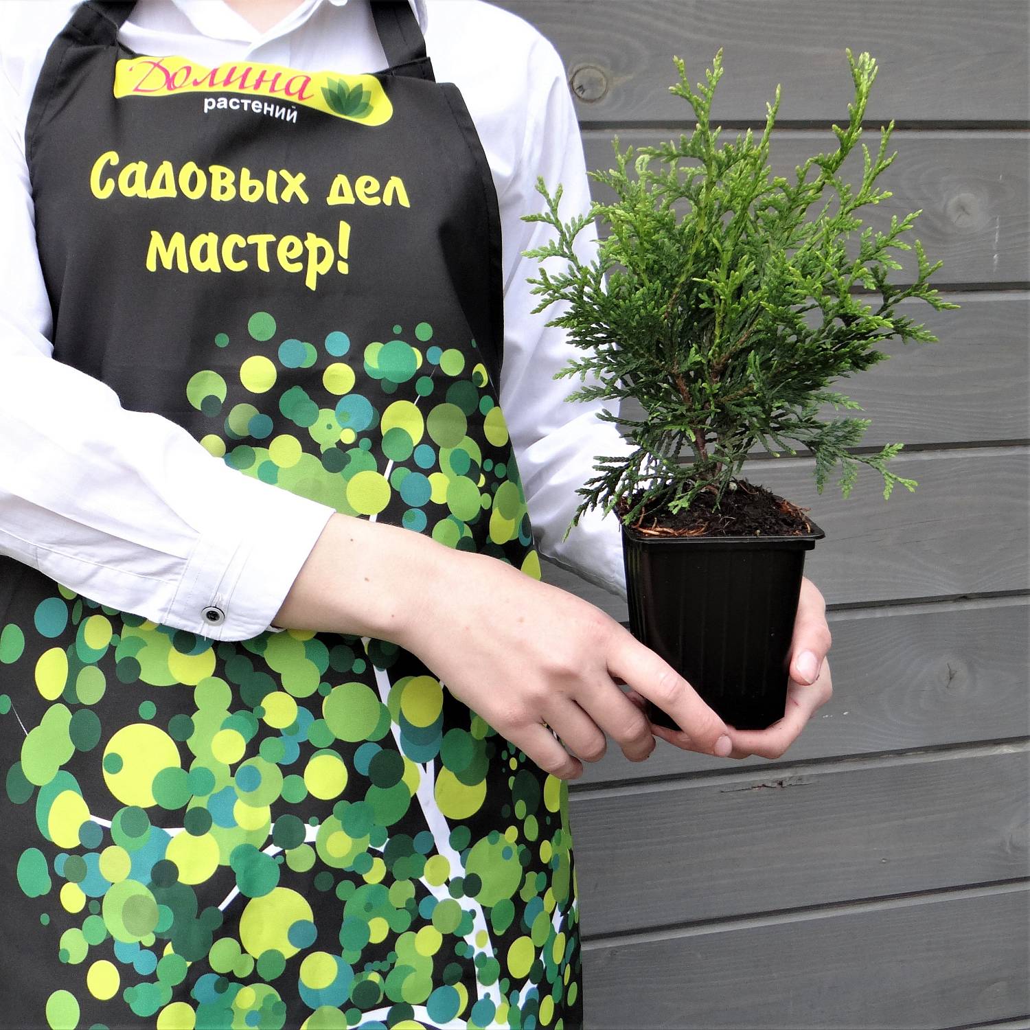 Туя западная Брабант, С2 - Dolinasad.by