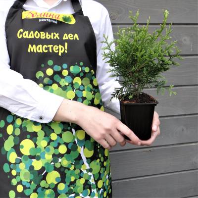 Туя западная Брабант, С2 - Dolinasad.by