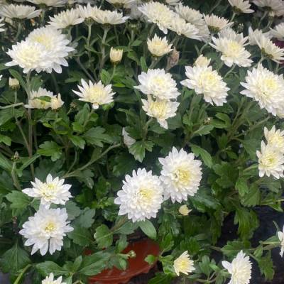 Хризантема мультифлора Бранарктис Вайт - Dolinasad.by