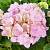 Гортензия крупнолистная Пинк Сенсейшн, С2 - Dolinasad.by