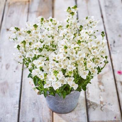 Диасция Дивара Вайт - Dolinasad.by