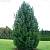 Сосна Кедровая (кедр), С3 - Dolinasad.by