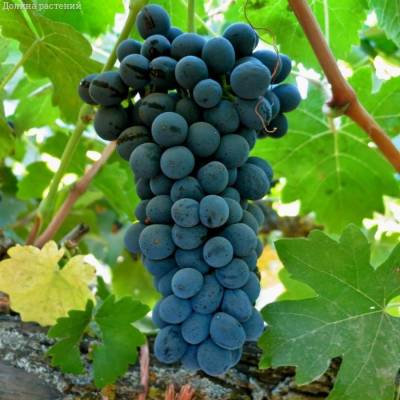 Виноград Мишель Палиери - Dolinasad.by