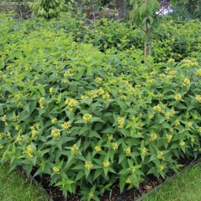 Диервилла сидячелистная Баттерфляй, С3 - Dolinasad.by