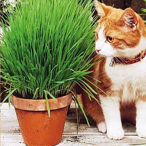 Трава для кошек Скакун фото