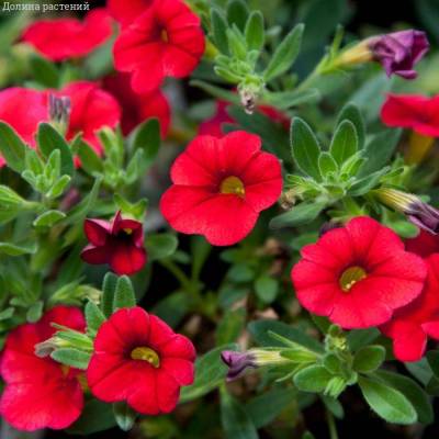 Калибрахоа Алоха Кона Черри Ред - Dolinasad.by