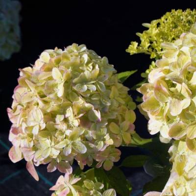 Гортензия метельчатая Литл Пассион, С2 - Dolinasad.by