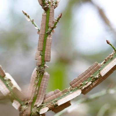 Бересклет крылатый, С3 - Dolinasad.by