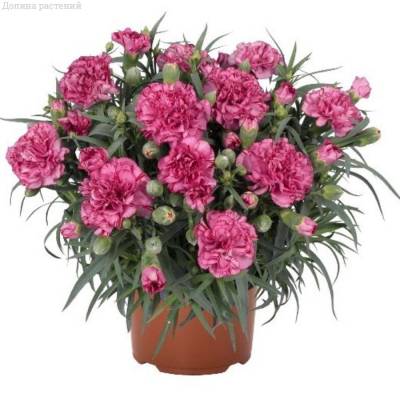 Гвоздика Ориентал Бин Фэйт - Dolinasad.by