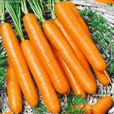 Морковь Самсон фото