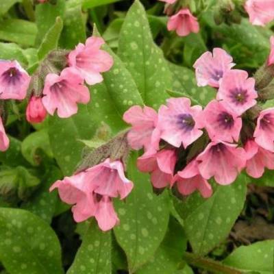 Медуница сахаратная Дора Белефелд - Dolinasad.by