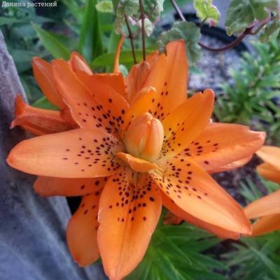 Лилия Датч Дизайн - Dolinasad.by