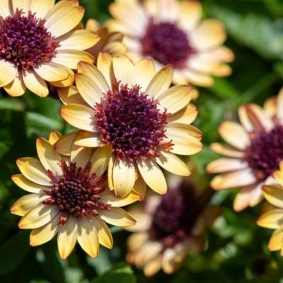 Остеоспермум 3Д Банана Шейк - Dolinasad.by