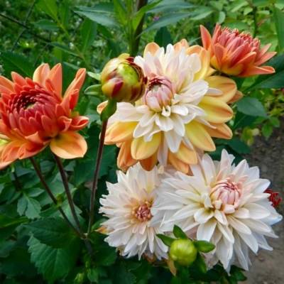 Георгина Коуп де Солеил - Dolinasad.by