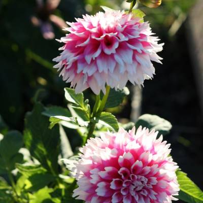 Георгина Фаззи Ваззи - Dolinasad.by