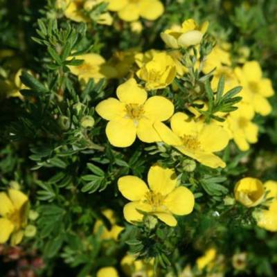 Лапчатка кустарниковая Голдтеппич. С3 - Dolinasad.by