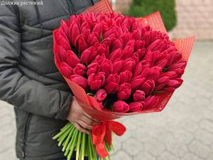 Букет из 51 красных тюльпанов в упаковке - Dolinasad.by