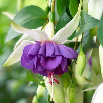 Фуксия Блю Ангел - Dolinasad.by