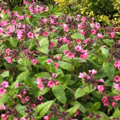 Медуница сахаратная Дора Белефелд - Dolinasad.by