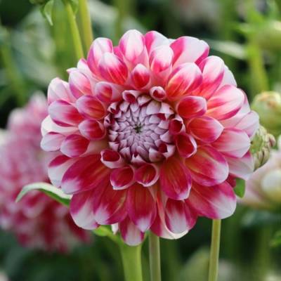 Георгина Хавайи - Dolinasad.by