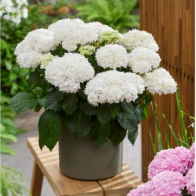 Гортензия крупнолистная Диппо Фредо - Dolinasad.by