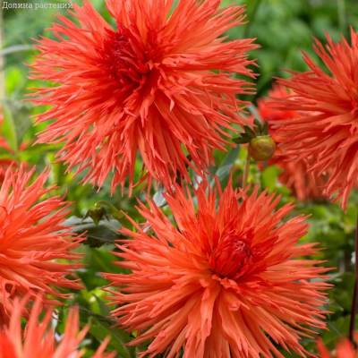 Георгина Оранж Мармелад - Dolinasad.by