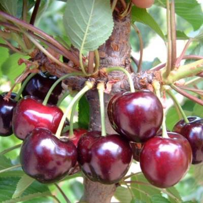 Черешня Бурлат - Dolinasad.by