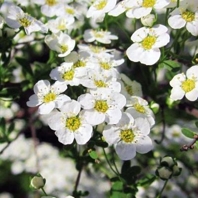 Спирея стелющаяся, С3 - Dolinasad.by