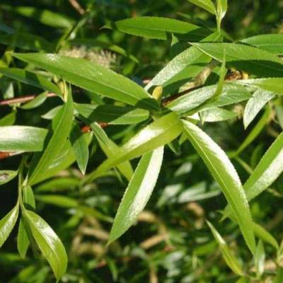 Ива ломкая, С3 - Dolinasad.by