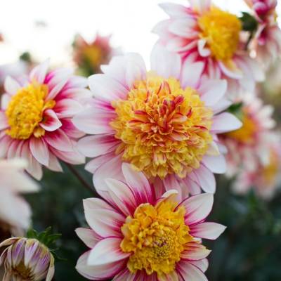 Георгина Полька - Dolinasad.by