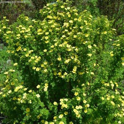 Лапчатка кустарниковая Катерина Дайкс, С3 - Dolinasad.by