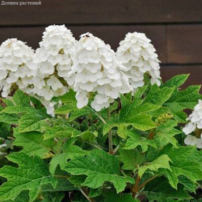 Гортензия дуболистная Алиса, С2 - Dolinasad.by