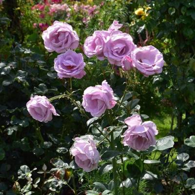 Роза штамбовая Блю Мун - Dolinasad.by